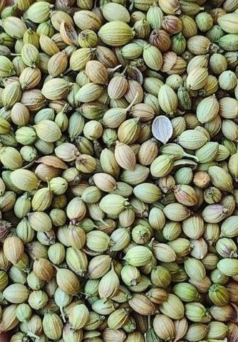 Parrot Coriander Seed