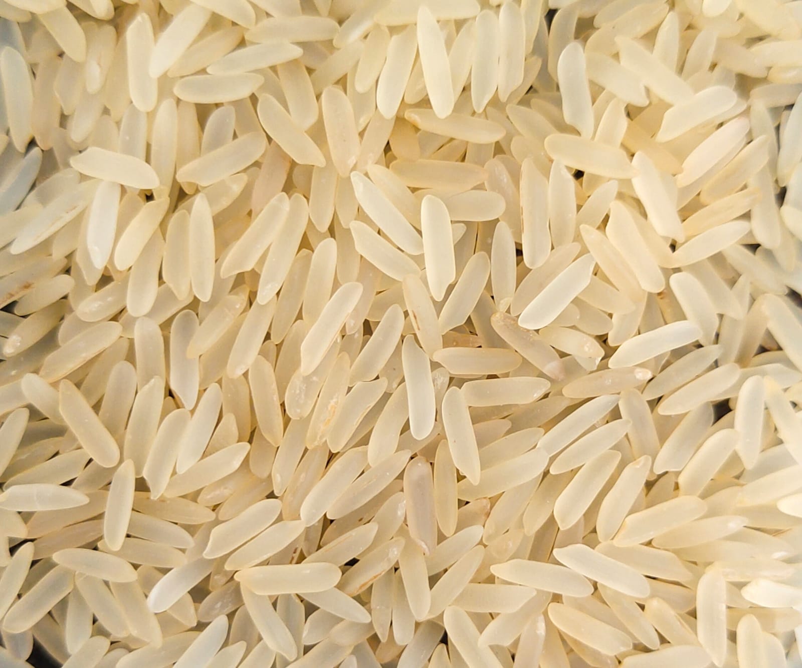1121 Golden Sella Rice